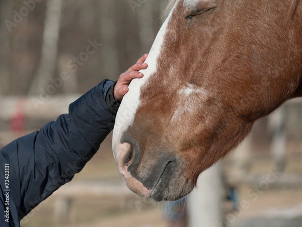 Obraz kid hand caressing horse close up