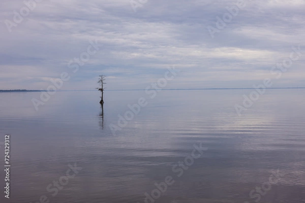 Fototapeta Mangrove Tree Reflected On River