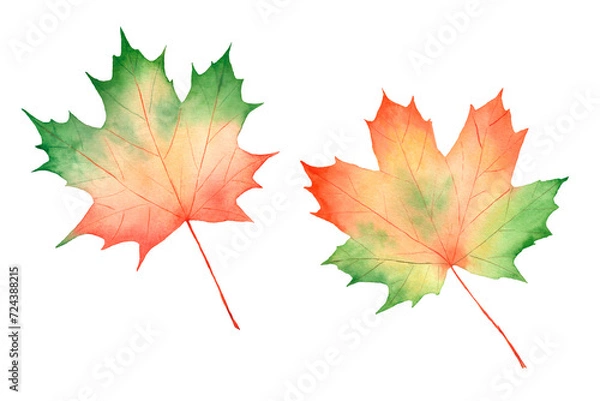 Obraz Set of watercolor autumn maple leaves isolated on white background. The illustrations are suitable for autumn festival designs, invitations, posters.