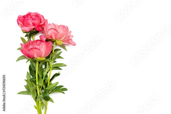 Fototapeta bouquet of peonies on white background with copy space. Natural floral greeting card with text space