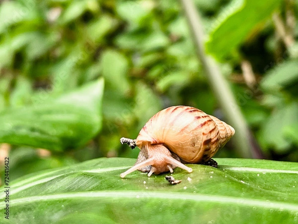 Fototapeta snail on a leaf