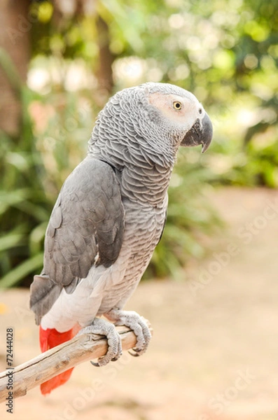 Fototapeta Beautiful parrot