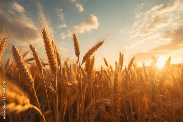 Fototapeta Golden hour close-up: Vibrant wheat field in warm sunlight.