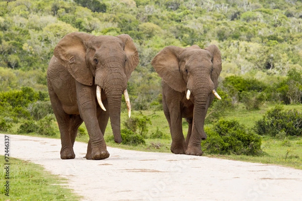 Obraz Two large elephants