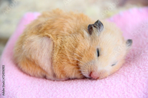 Obraz Syrian hamster sleeps on pink blanket close-up