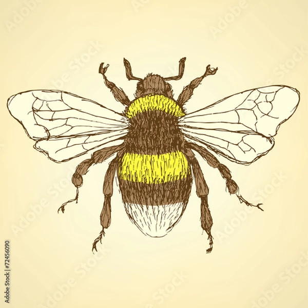 Obraz Sketch bumble bee in vintage style