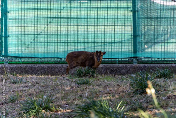 Obraz 野生のキョン