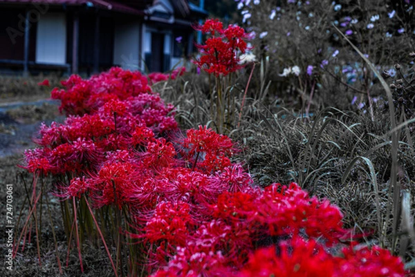 Obraz 赤い曼殊沙華の花