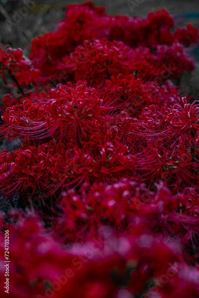 Obraz 赤い曼殊沙華の花