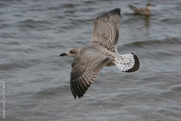 Fototapeta seagull in flight