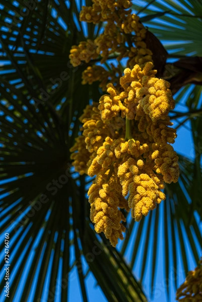Fototapeta a palm tree in the shade
