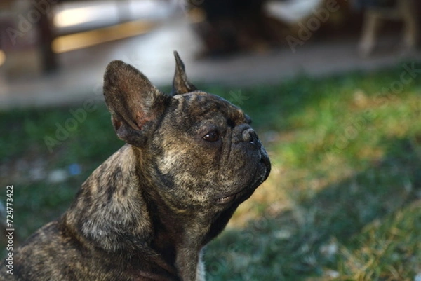 Fototapeta A cute of french bulldog backgrounds