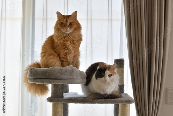 Obraz キャットタワーで２匹並んで座る猫（マンチカン、メインクーン）