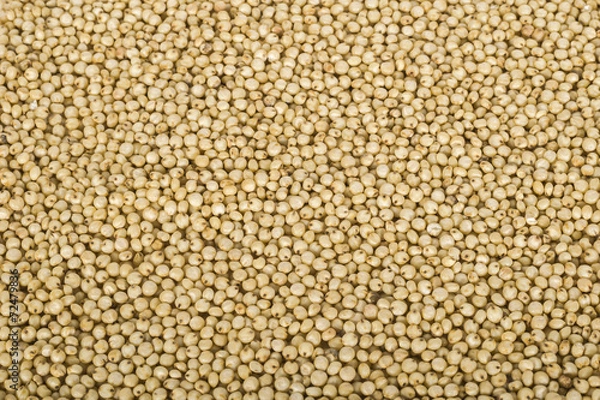 Fototapeta Jowar (Sorghum) background