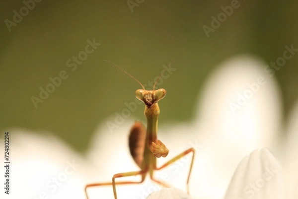 Fototapeta praying mantis