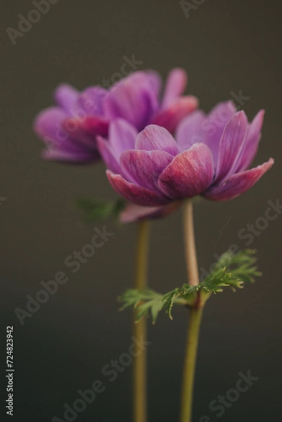 Obraz Beautiful anemone flowers in a window. 
