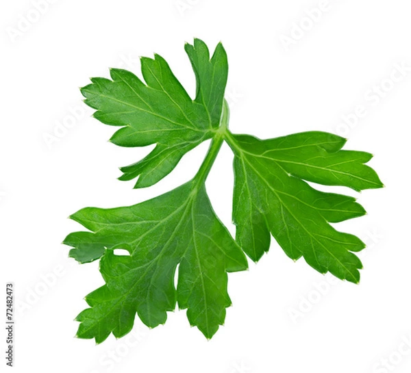 Fototapeta parsley isolated on a white background