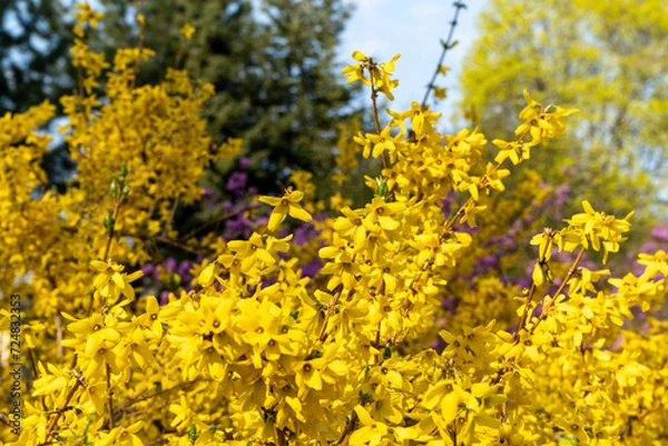 Fototapeta yellow flowers in spring