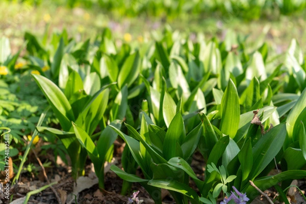 Fototapeta grass in spring