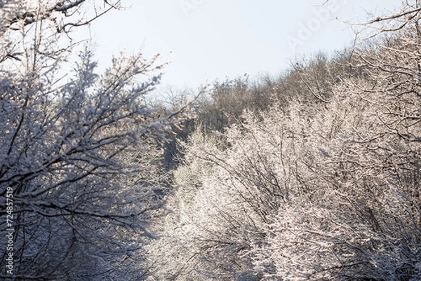 Obraz snow-covered tree branches in the winter forest