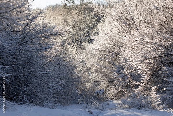 Obraz snow-covered tree branches in the winter forest