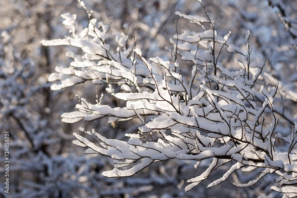 Obraz snow-covered tree branches in the winter forest