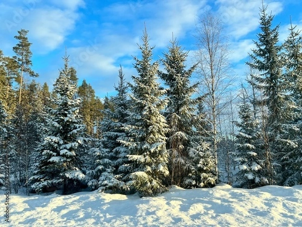 Obraz winter forest in the snow