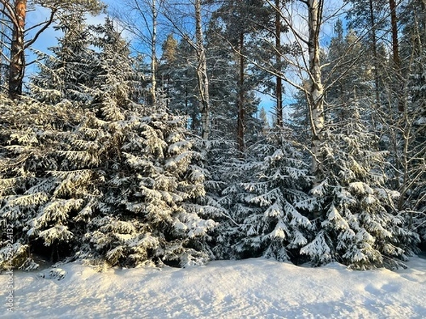 Obraz snow covered pine trees