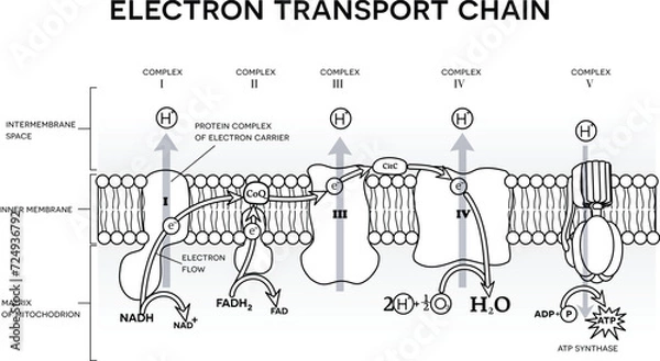 Fototapeta An electron transport chain, Oxidative phosphorylation, the final stage of cellular respiration.  It occurs in the inner mitochondrial membrane in eukaryotes. Black and white illustration