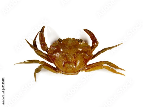Obraz Crab top view