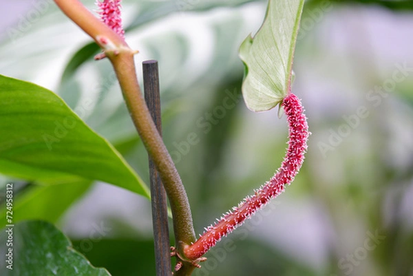 Obraz Philodendron Squamiferum with beautiful red hairy stem