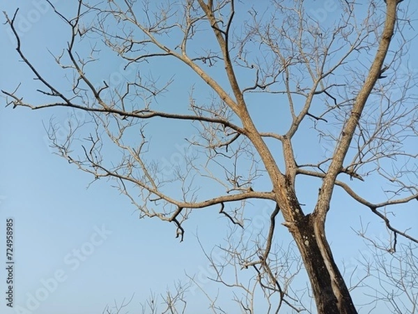 Fototapeta A tree with no leaves

