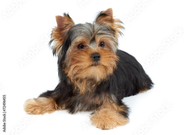 Obraz One puppy over white