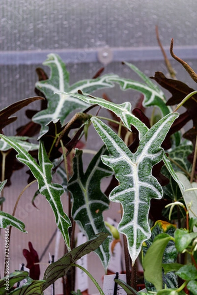 Fototapeta Alocasia with dynamic leaf structure