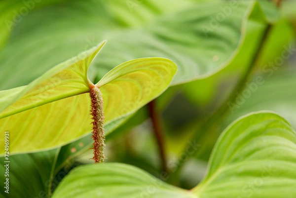Obraz Philodendron with neon green leafs