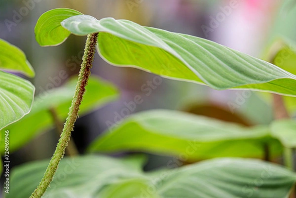 Fototapeta Philodendron with neon green leafs
