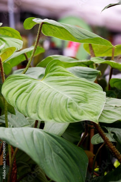 Fototapeta Philodendron with neon green leafs