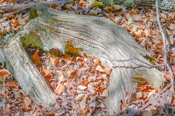 Obraz dead tree on ground