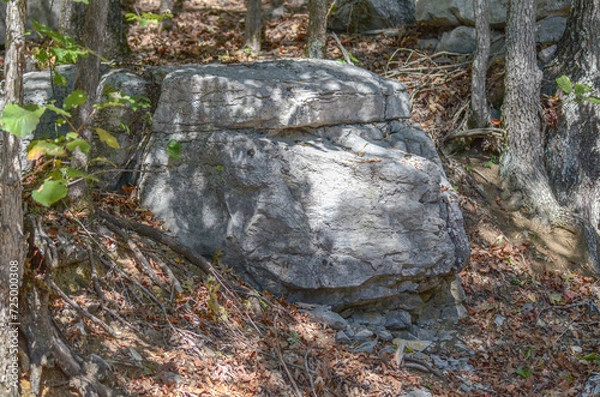 Obraz stone in the forest