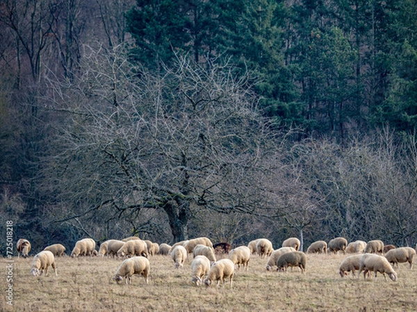 Obraz Schafe auf einer Weide am Waldrand
