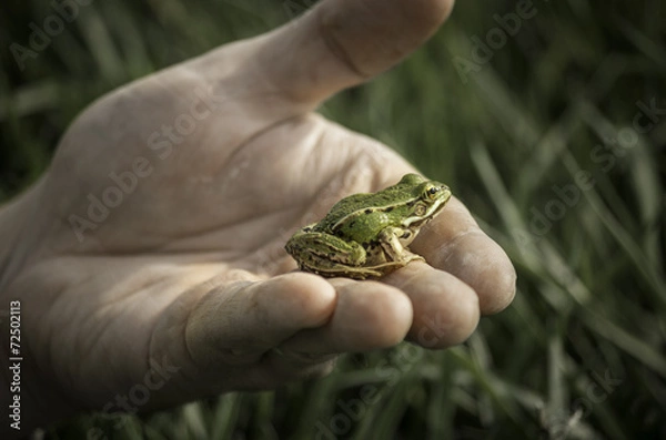 Obraz Green frog on the hand