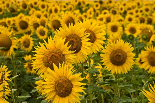 Fototapeta sunflower