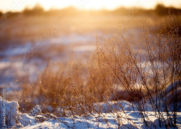 Obraz Winter chilly landscape in the field