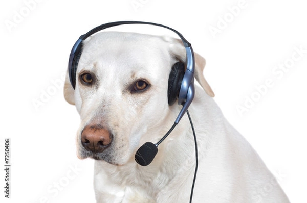 Obraz Dog support operator