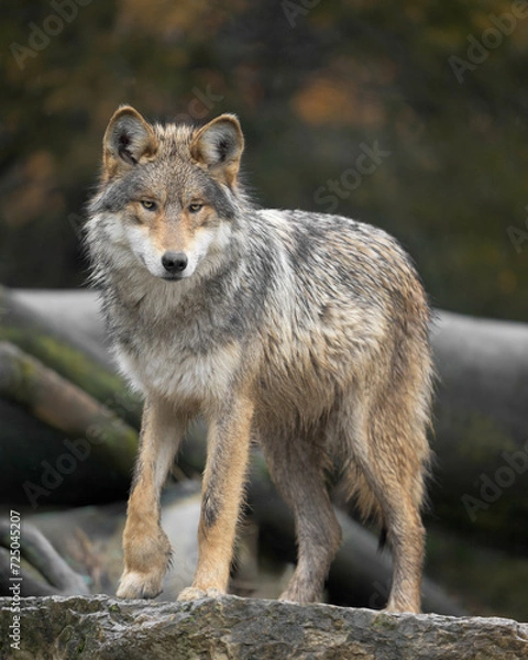 Obraz Mexican Grey Wolf full body standing portrait in the forest