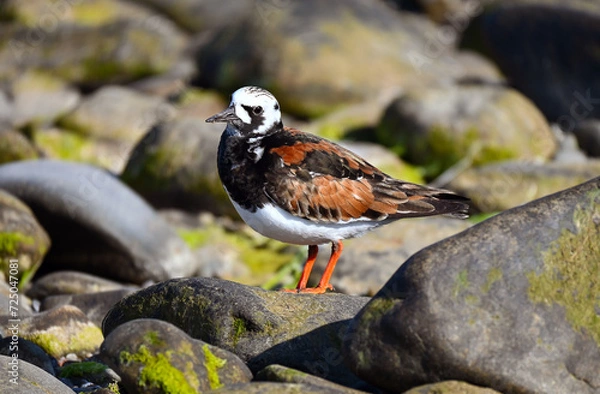 Fototapeta Turnstone