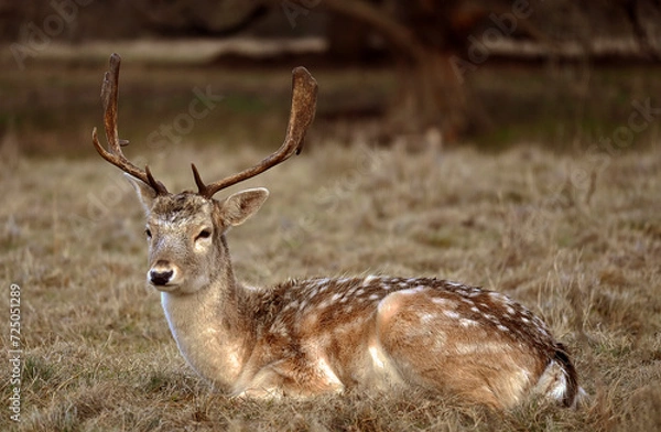 Fototapeta Fallow Deer