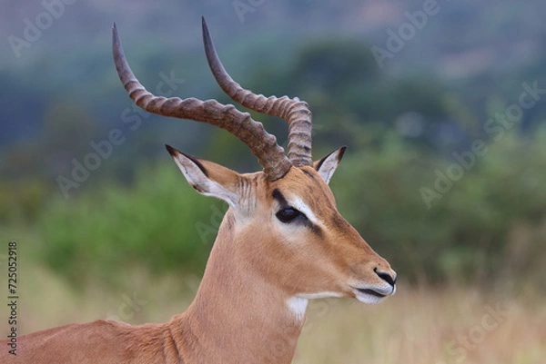 Obraz Schwarzfersenantilope / Impala / Aepyceros melampus