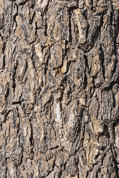 Fototapeta Joshua Tree Bark Background