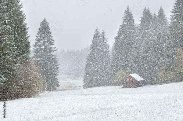 Obraz heavy snowstorm over alpine meadows in forest